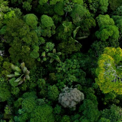 Tropical Forest